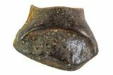 Fossil Pachycephalosaur Tooth - Montana #108167-1